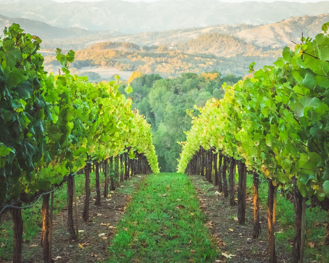 Vacationing in Wine Country: Top Regions to Visit
