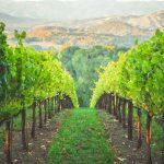 Vacationing in Wine Country: Top Regions to Visit