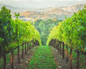 Vacationing in Wine Country: Top Regions to Visit